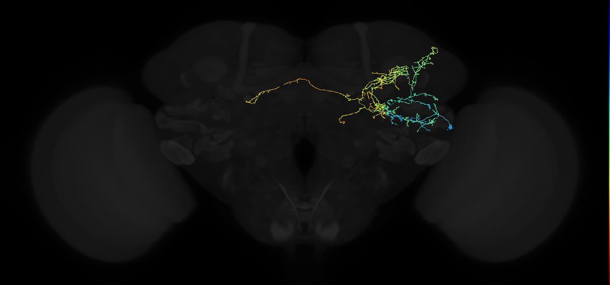 adult anterior ventrolateral protocerebrum neuron 173