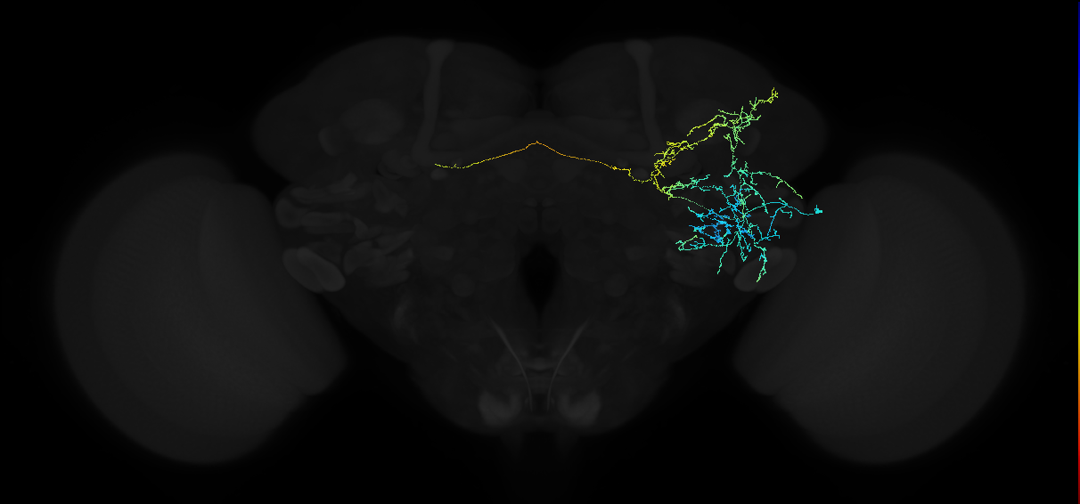 adult anterior ventrolateral protocerebrum neuron 176