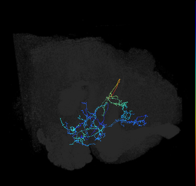 AVLP176_a_R (FlyEM-HB:1043705078)