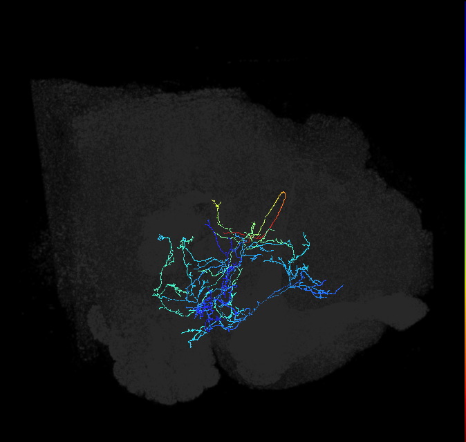 AVLP176_b_R (FlyEM-HB:1167796848)