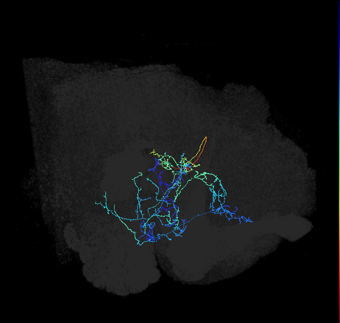 AVLP176_d_R (FlyEM-HB:797424771)
