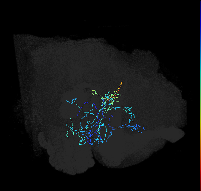 AVLP176_d_R (FlyEM-HB:1193210995)