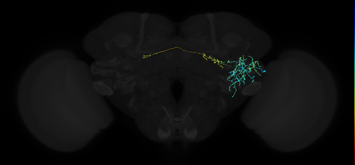 adult anterior ventrolateral protocerebrum neuron 178