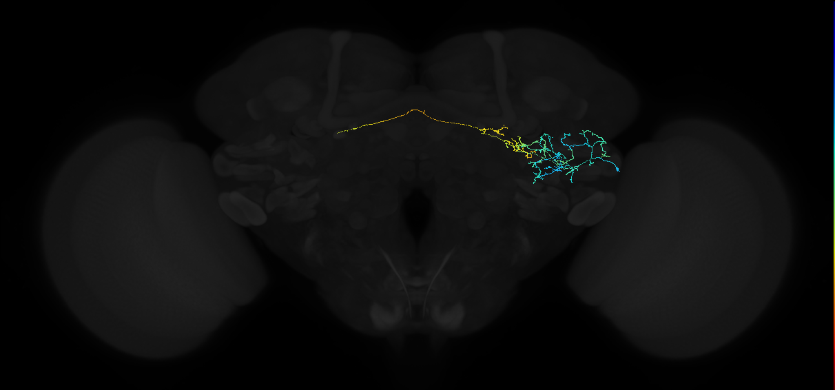 adult anterior ventrolateral protocerebrum neuron 181