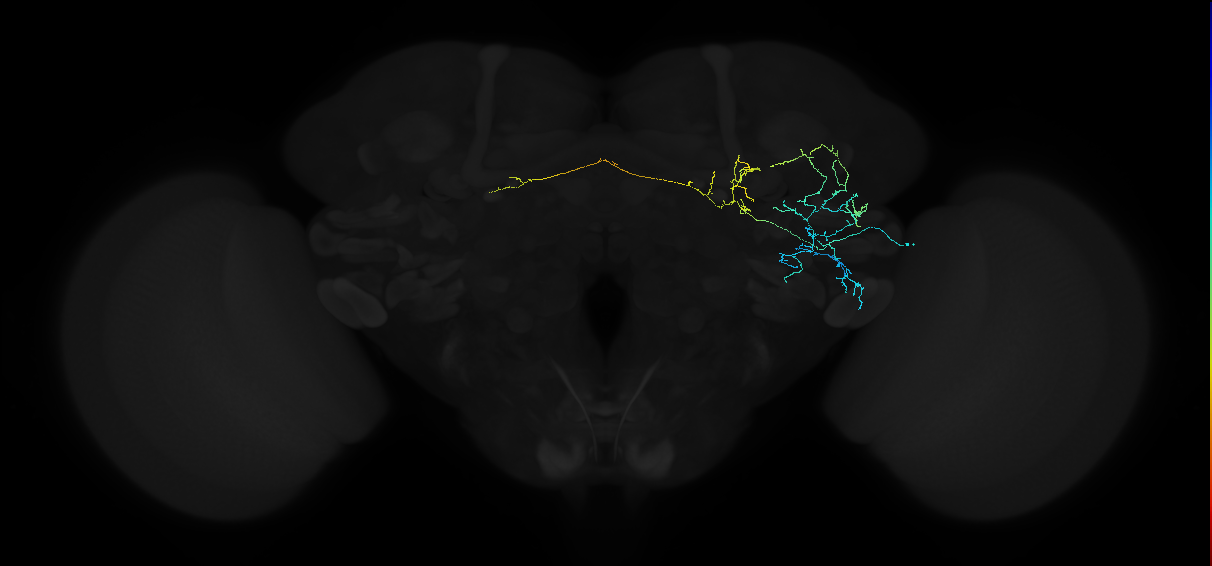 adult anterior ventrolateral protocerebrum neuron 182