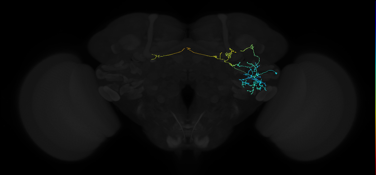 adult anterior ventrolateral protocerebrum neuron 182