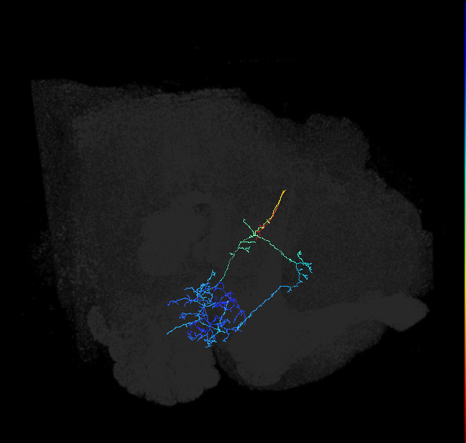 AVLP183_R (FlyEM-HB:5813061299)