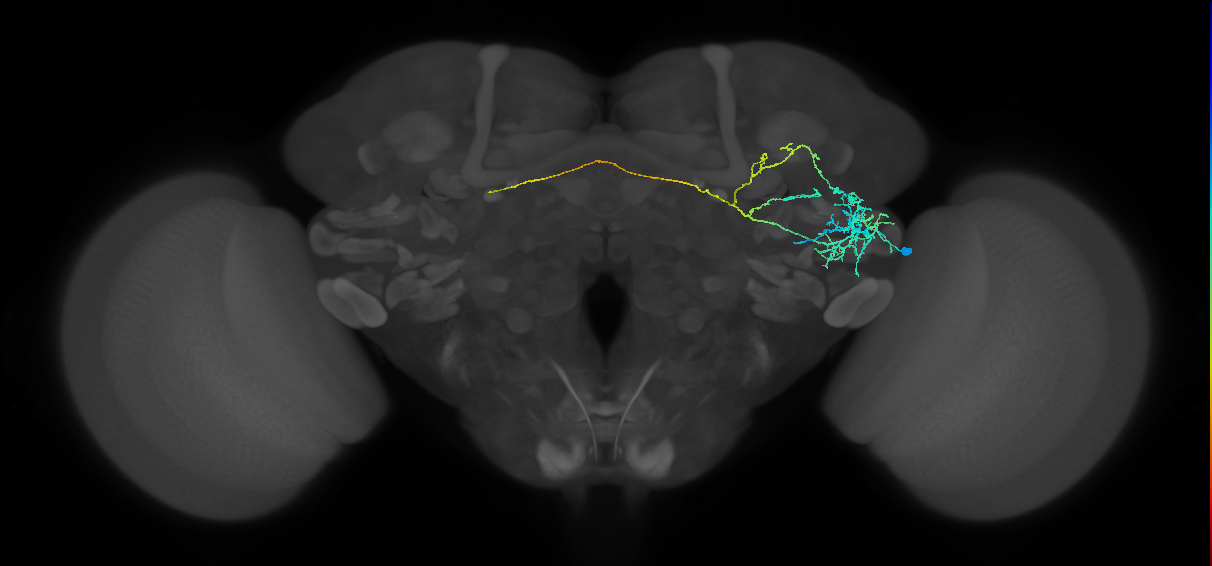 AVLP183_R (FlyEM-HB:1415126563)