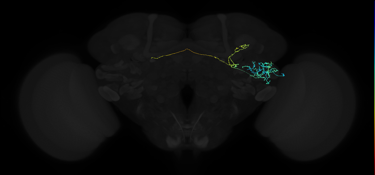 adult anterior ventrolateral protocerebrum neuron 183