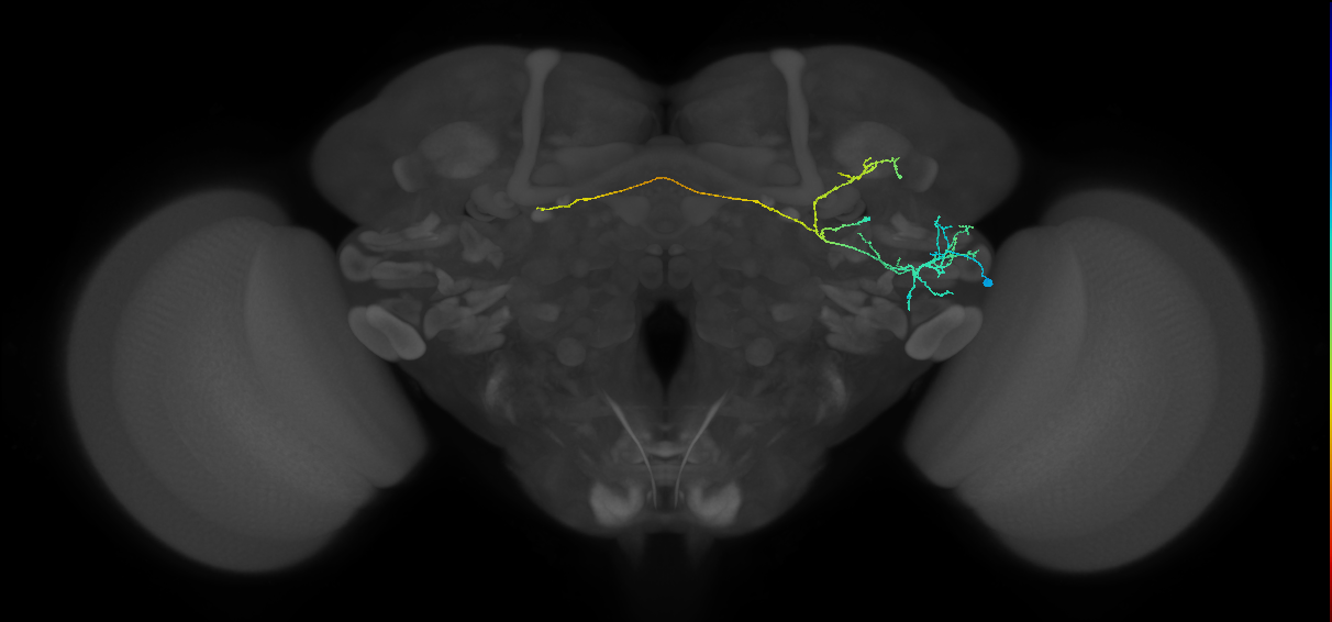 AVLP183_R (FlyEM-HB:1012329216)