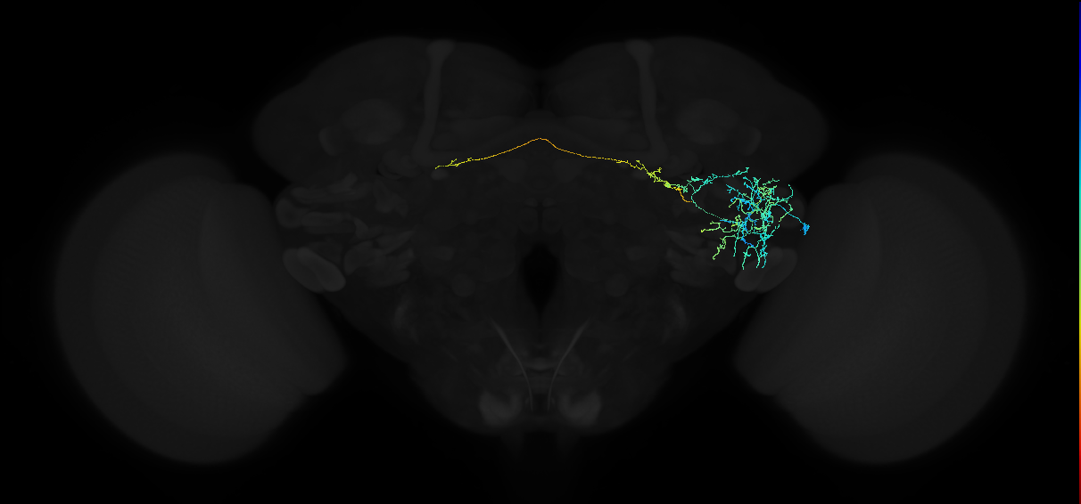 adult anterior ventrolateral protocerebrum neuron 184