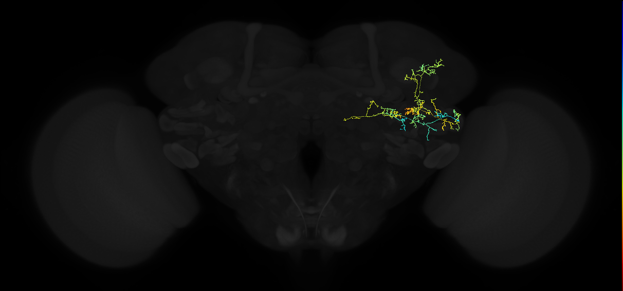 adult anterior ventrolateral protocerebrum neuron 186