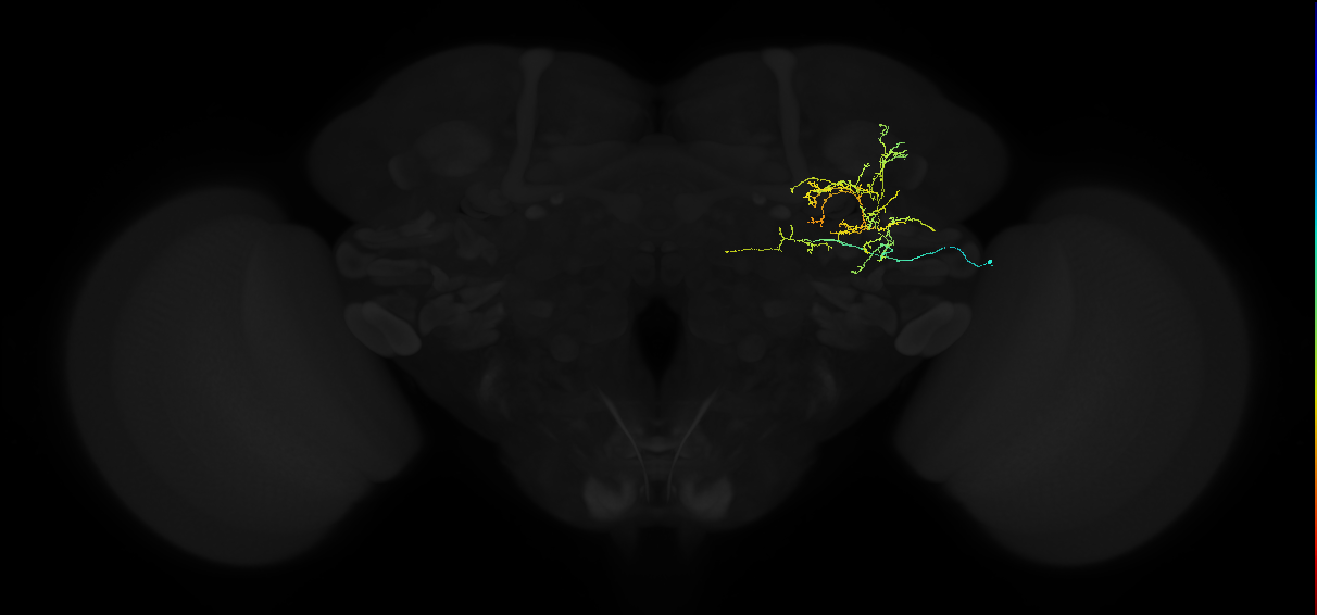 adult anterior ventrolateral protocerebrum neuron 187