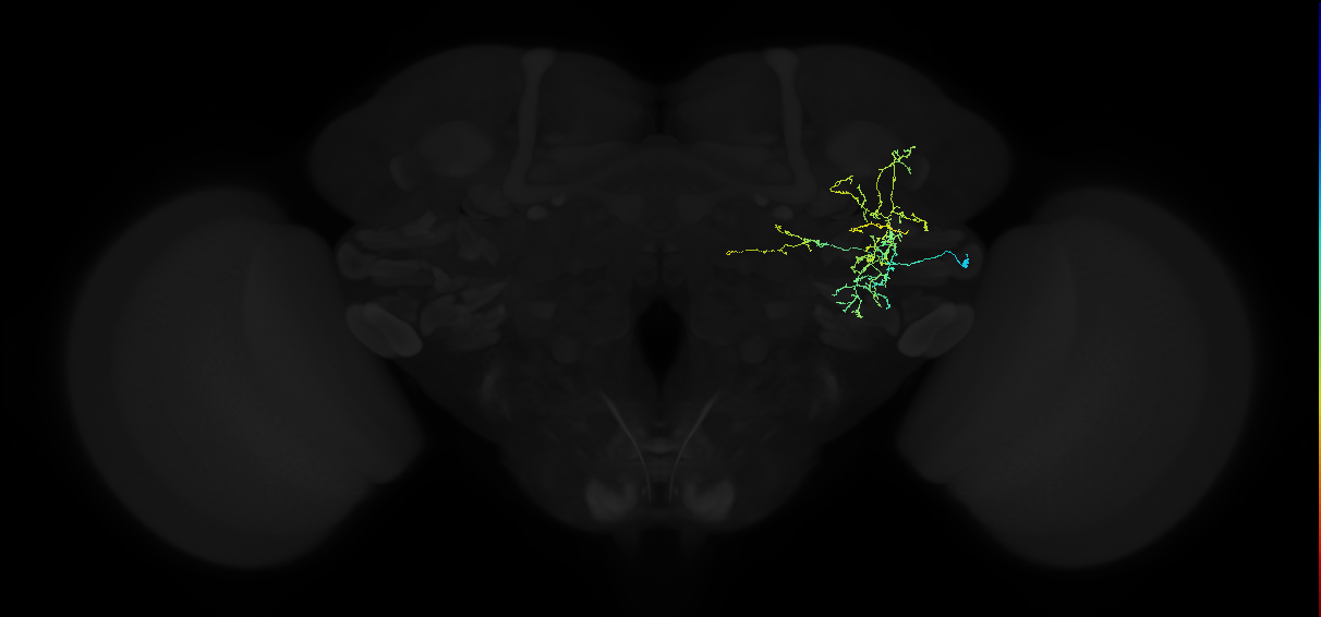 adult anterior ventrolateral protocerebrum neuron 188