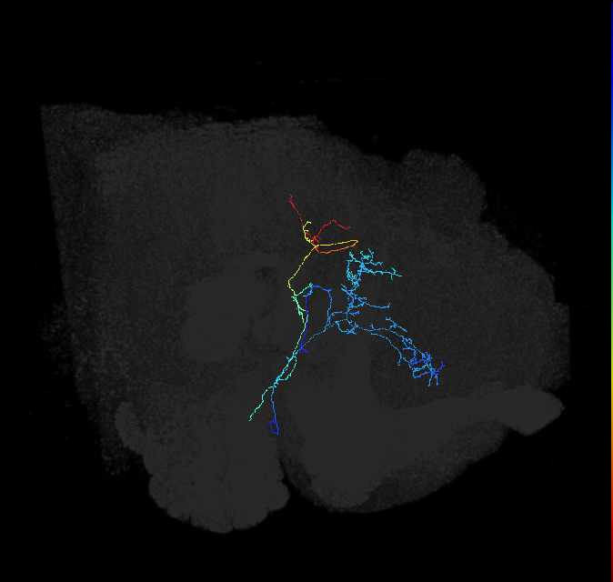 AVLP189_a_R (FlyEM-HB:1505152580)