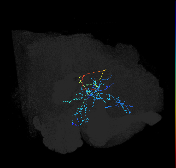 AVLP189_b_R (FlyEM-HB:765028935)