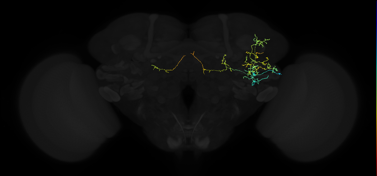 adult anterior ventrolateral protocerebrum neuron 189