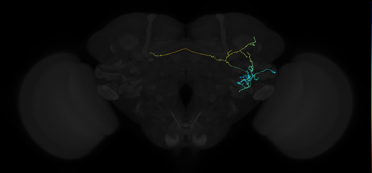 adult anterior ventrolateral protocerebrum neuron 190