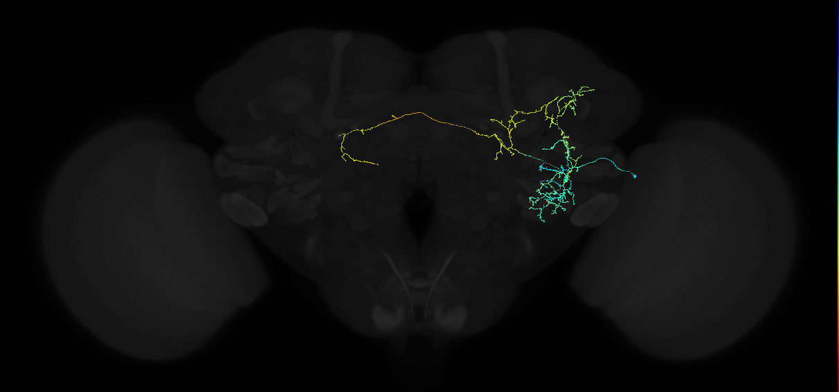 adult anterior ventrolateral protocerebrum neuron 190