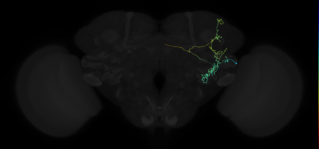 adult anterior ventrolateral protocerebrum neuron 191