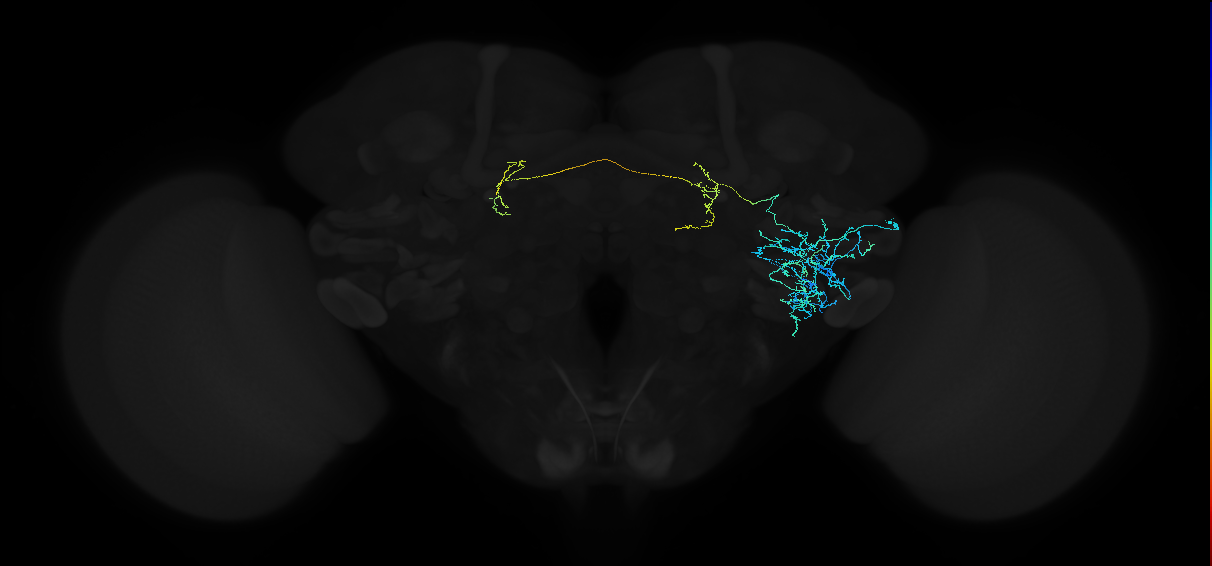 adult anterior ventrolateral protocerebrum neuron 192