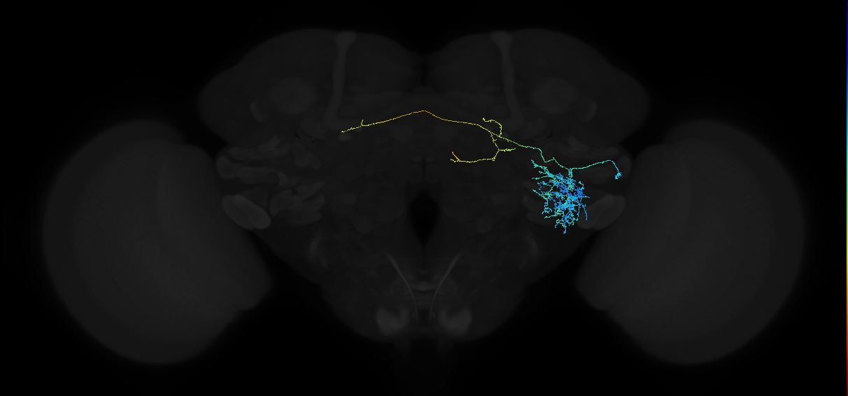 adult anterior ventrolateral protocerebrum neuron 192