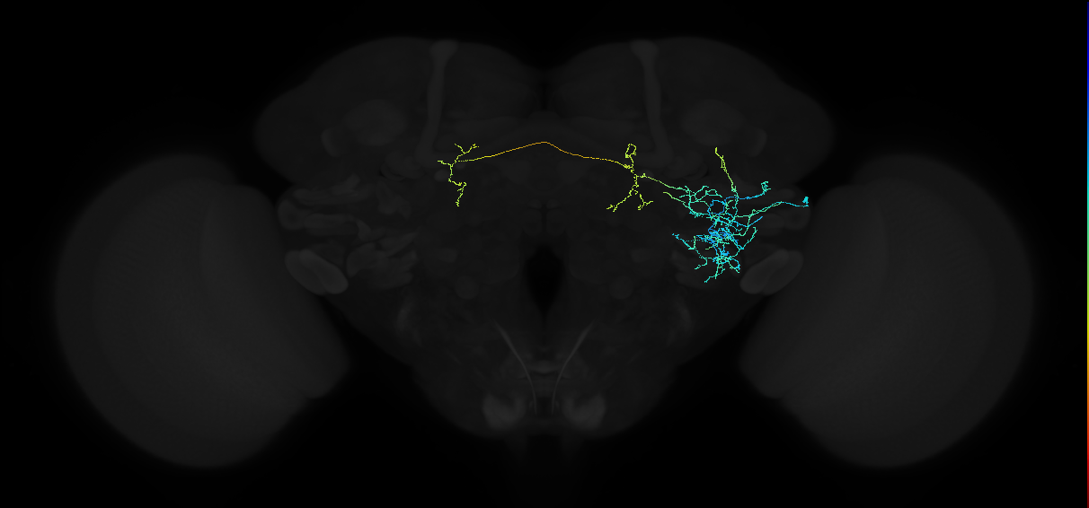 adult anterior ventrolateral protocerebrum neuron 193
