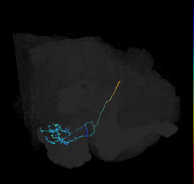 AVLP194_b_R (FlyEM-HB:1603710566)