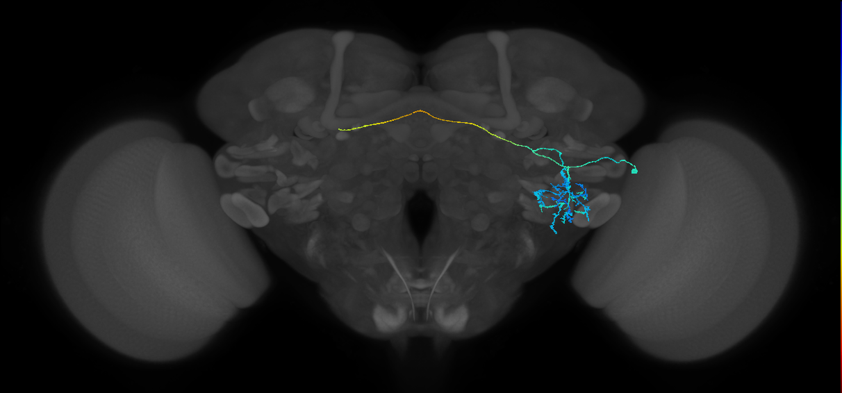 AVLP194_b_R (FlyEM-HB:1603710566)