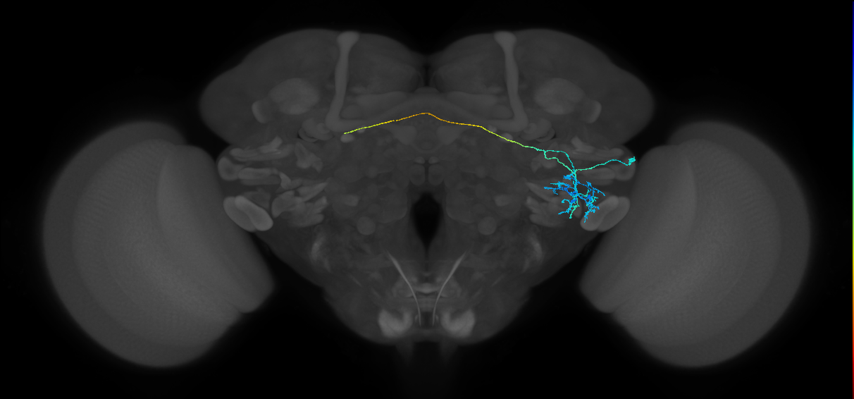 AVLP194_b_R (FlyEM-HB:1604047384)