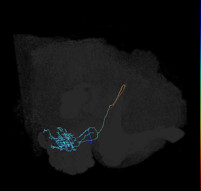 adult anterior ventrolateral protocerebrum neuron 194