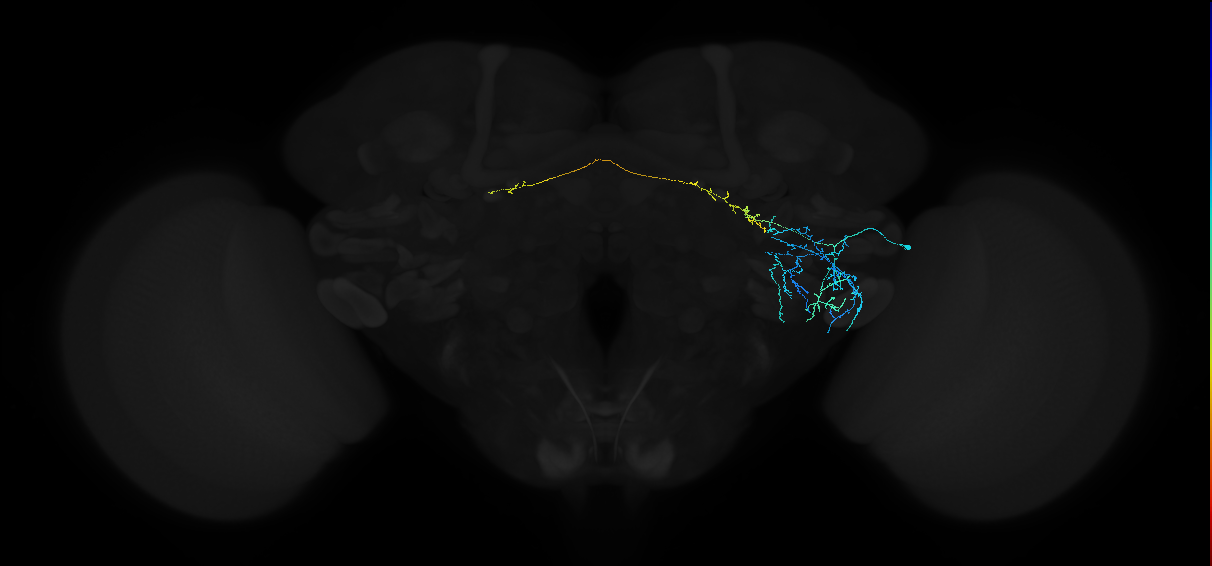 adult anterior ventrolateral protocerebrum neuron 195