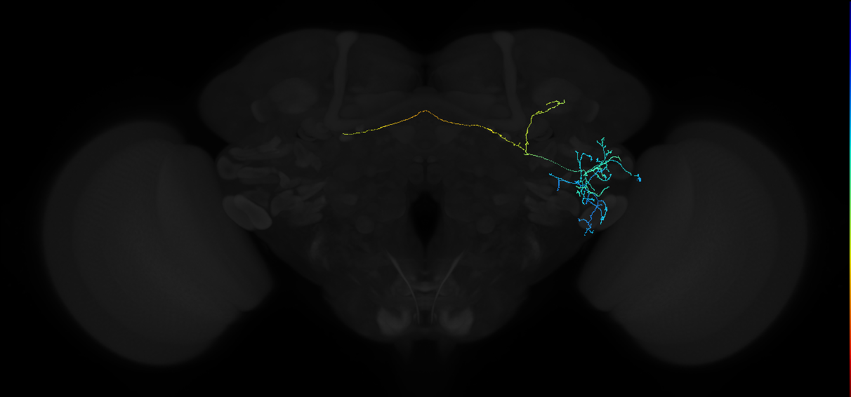 adult anterior ventrolateral protocerebrum neuron 196