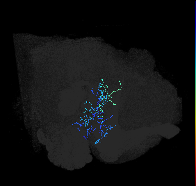 AVLP197_R (FlyEM-HB:1162081064)