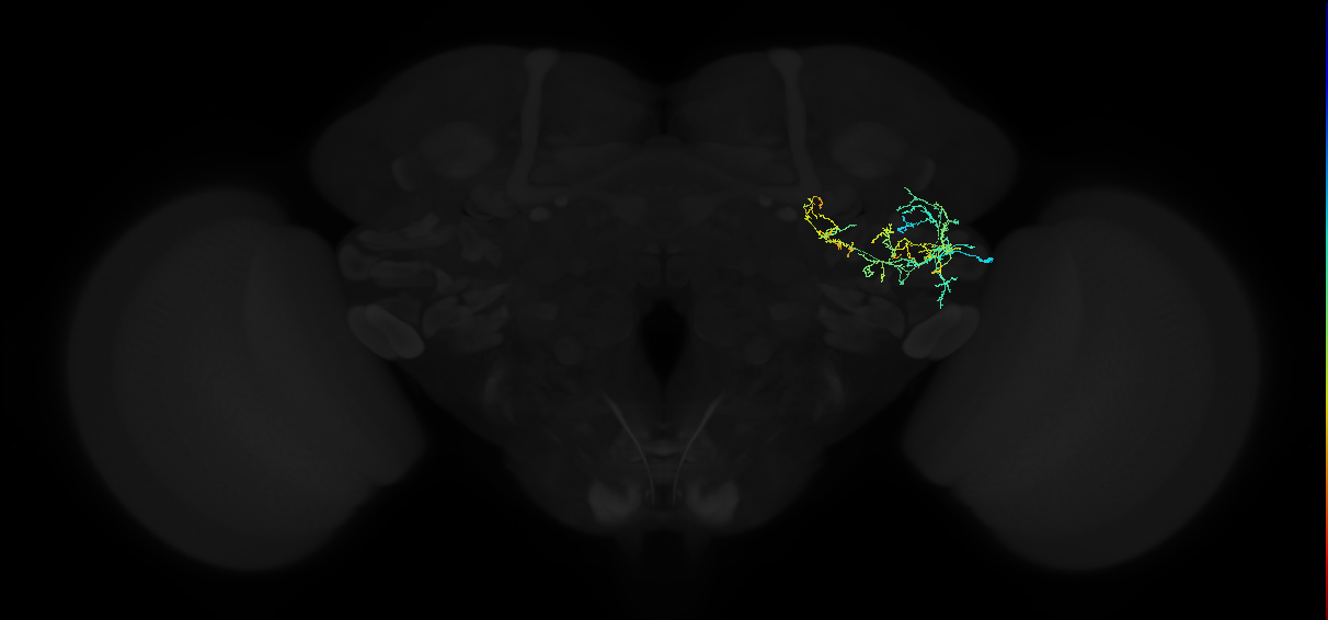 adult anterior ventrolateral protocerebrum neuron 197