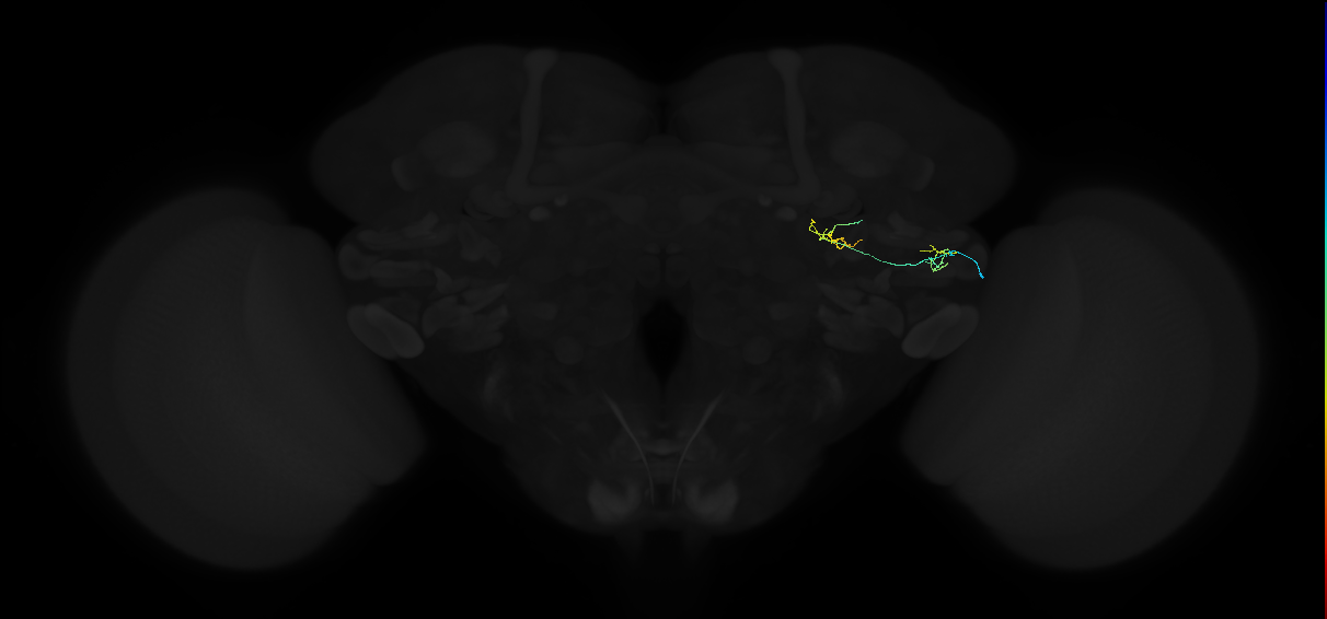 adult anterior ventrolateral protocerebrum neuron 199