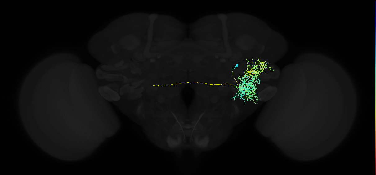 adult anterior ventrolateral protocerebrum neuron 201