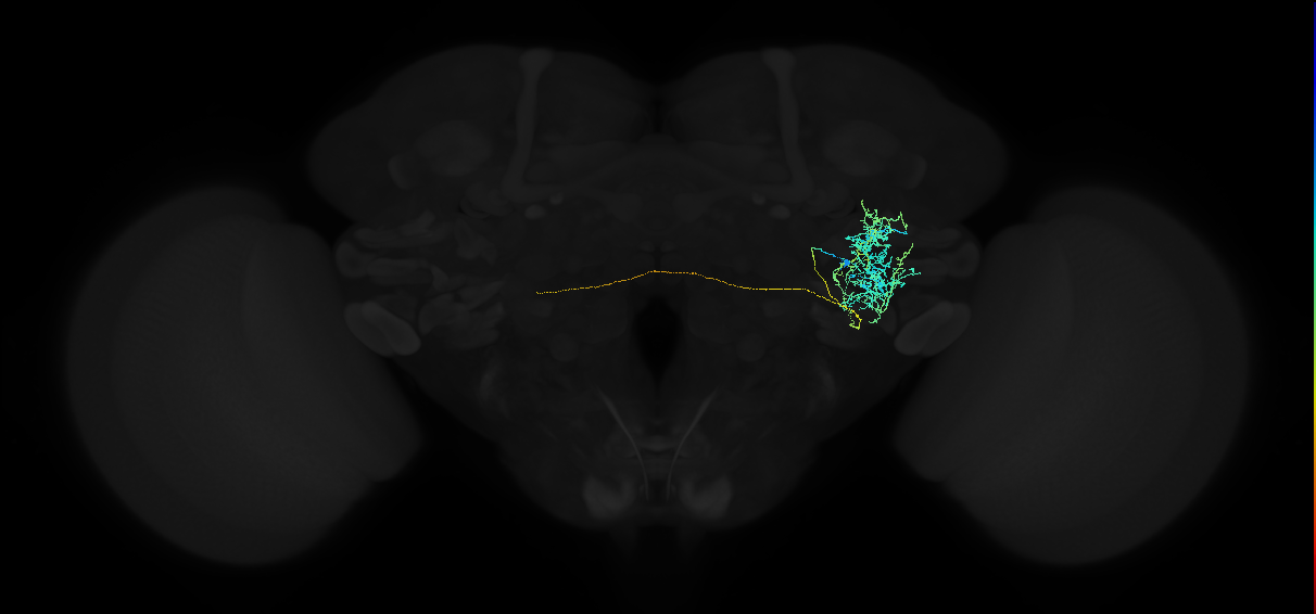 adult anterior ventrolateral protocerebrum neuron 204