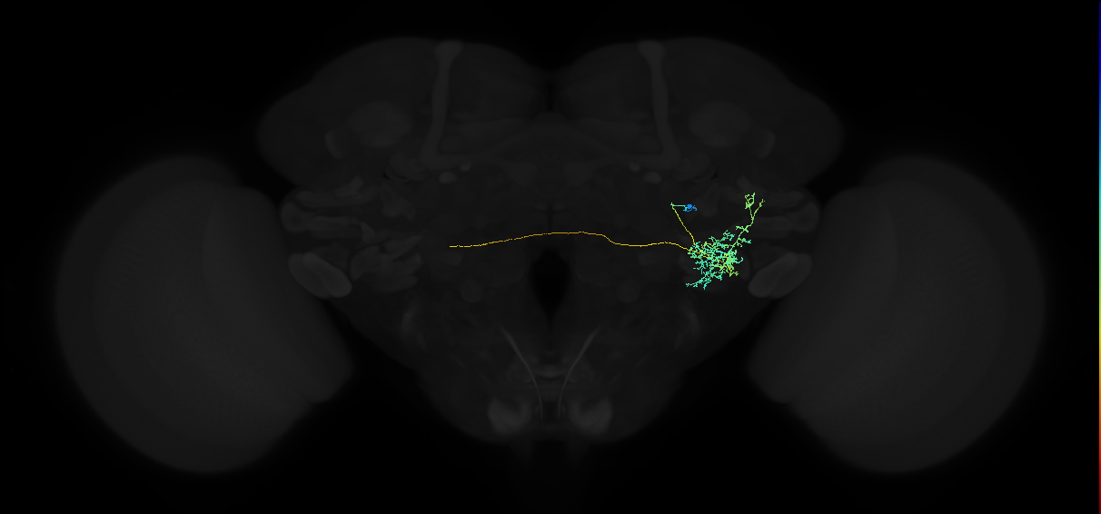 adult anterior ventrolateral protocerebrum neuron 205