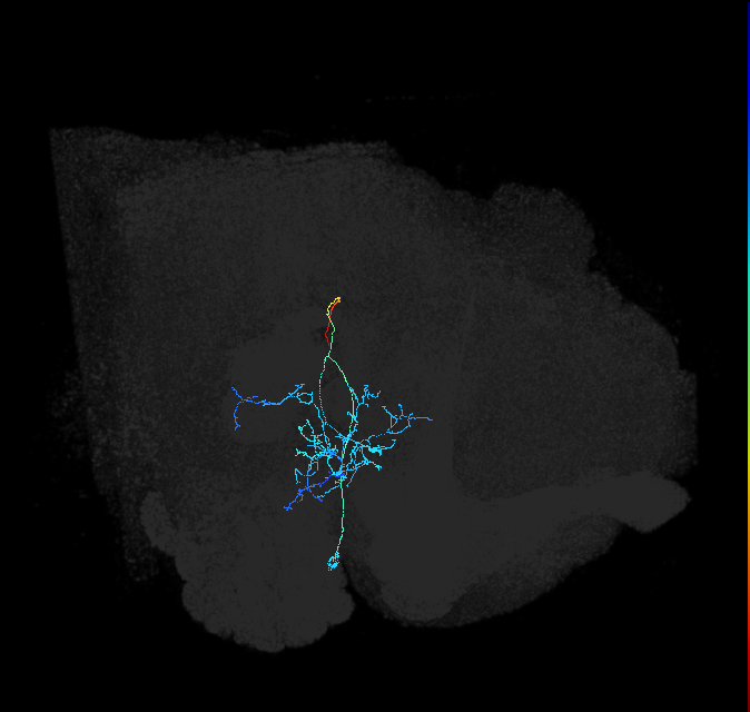 AVLP206_a_R (FlyEM-HB:1384052612)