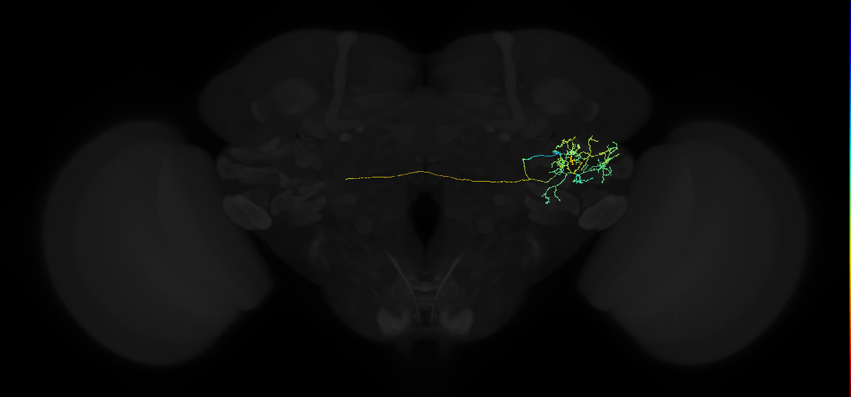 adult anterior ventrolateral protocerebrum neuron 206
