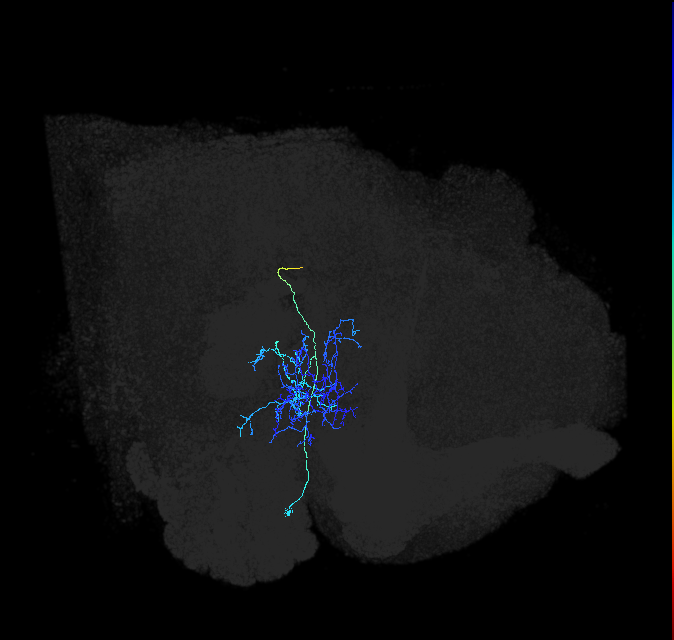 adult anterior ventrolateral protocerebrum neuron 207
