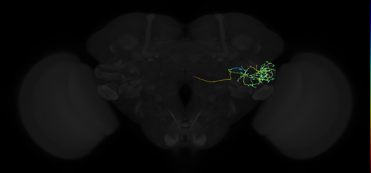 adult anterior ventrolateral protocerebrum neuron 207