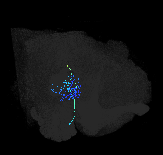 AVLP208_R (FlyEM-HB:1538156282)