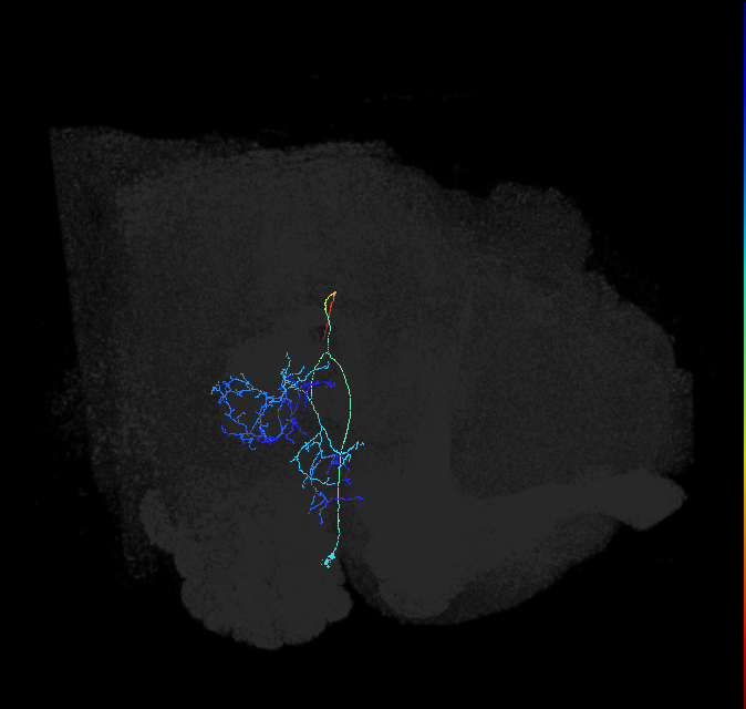 adult anterior ventrolateral protocerebrum neuron 208
