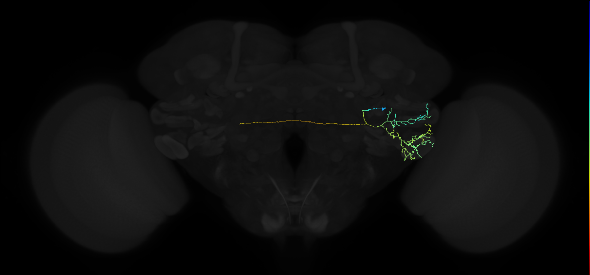 adult anterior ventrolateral protocerebrum neuron 208