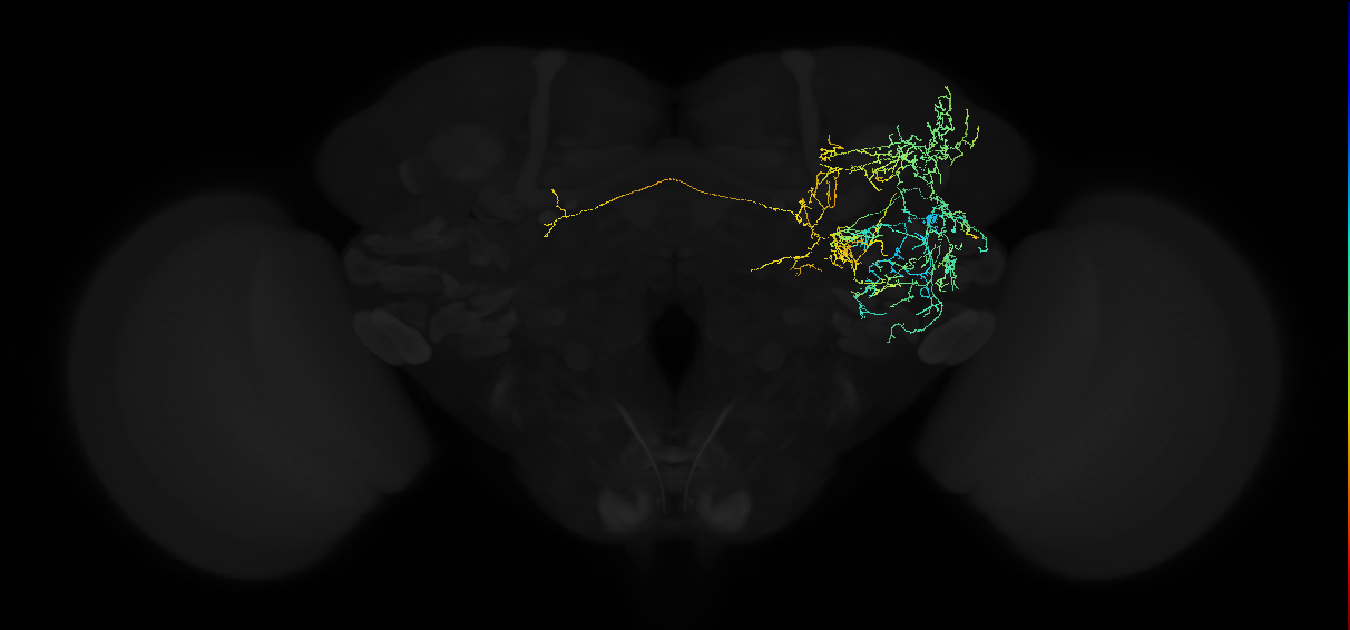 adult anterior ventrolateral protocerebrum neuron 211