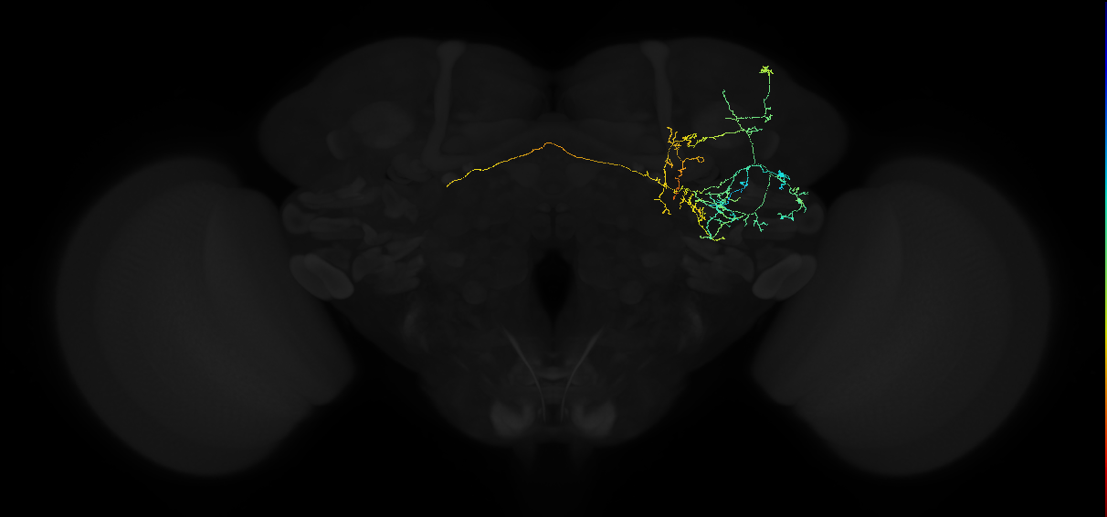 adult anterior ventrolateral protocerebrum neuron 212