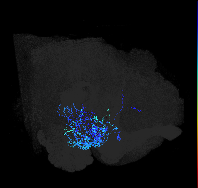 adult anterior ventrolateral protocerebrum neuron 213