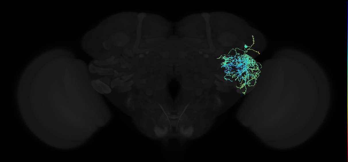 adult anterior ventrolateral protocerebrum neuron 213